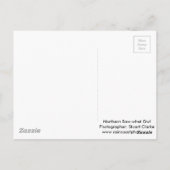 オオウム ポストカード (裏面)