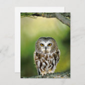 オオオカミのクロウのクローズアップ ポストカード (正面/裏面)