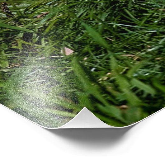 オオオカミ フォトプリント            (角)