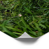 オオオカミ ポスター (角)