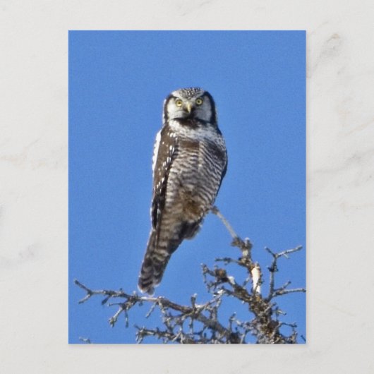 オオオカミ ポストカード (正面)