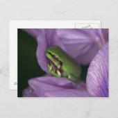 オオオカミ ポストカード (正面/裏面)