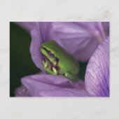 オオオカミ ポストカード (正面)