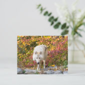 オオオカミ ポストカード (スタンド正面)