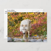 オオオカミ ポストカード (正面/裏面)