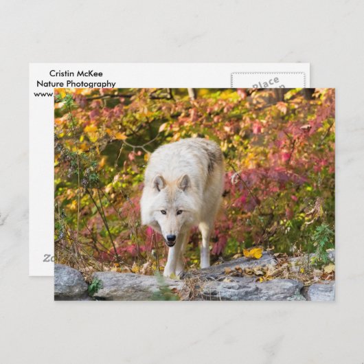 オオオカミ ポストカード (正面/裏面)