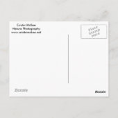 オオオカミ ポストカード (裏面)