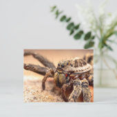 オオカグモ ポストカード (スタンド正面)