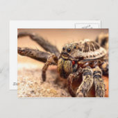 オオカグモ ポストカード (正面/裏面)