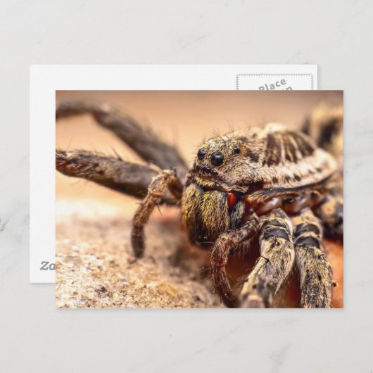 オオカグモ ポストカード (正面/裏面)