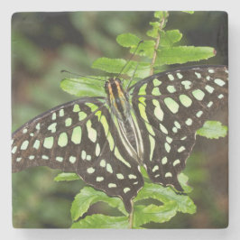 オオカケチョウ ストーンコースター