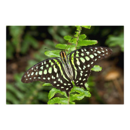 オオカケチョウ フォトプリント           