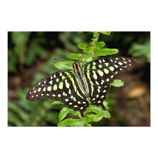 オオカケチョウ フォトプリント            (正面)