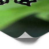 オオカケチョウ ポスター (角)