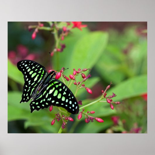 オオカケチョウ ポスター (正面)