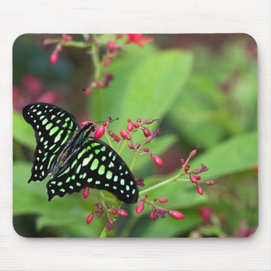 オオカケチョウ マウスパッド (正面)