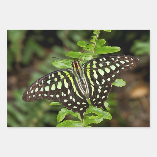 オオカケチョウ ラッピングペーパーシート (正面3)