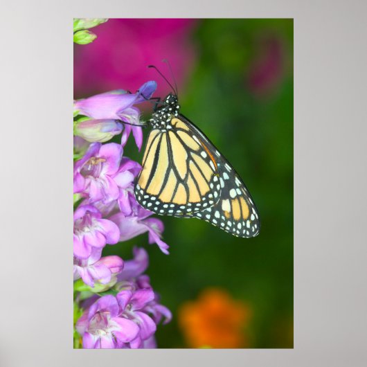 オオカナダモナークチョウ | Danaus Plexippus ポスター (正面)
