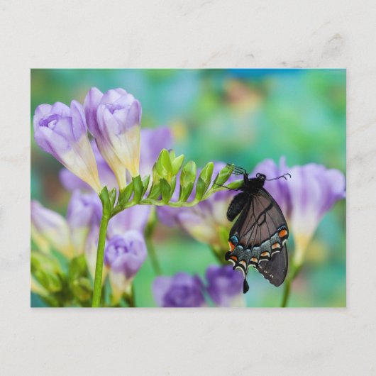 オオカナダモナークチョウ | Danaus Plexippus ポストカード (正面)