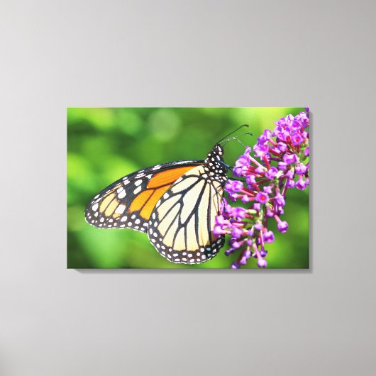 オオカナダモナークバタフライ - Danaus plexippus - メス キャンバスプリント (正面)