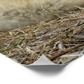 オオカミが待ち伏せして見ている ポスター (角)