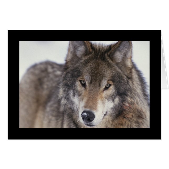 オオカミのクローズアップ (正面横)