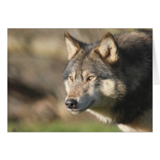 オオカミのヘッド打撃