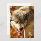 オオカミのポートレート ポストカード (正面/裏面)