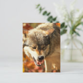 オオカミのポートレート ポストカード (スタンド正面)