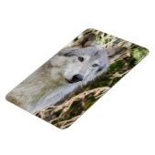 オオカミのポートレート マグネット (左側)