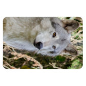 オオカミのポートレート マグネット (横)