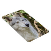 オオカミのポートレート マグネット (右側)