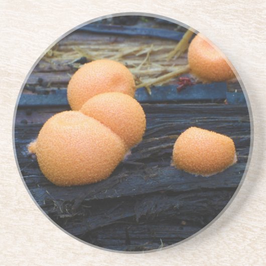 オオカミのミルクのGroeningの粘着物のLycogalaのEpidendrum コースター (正面)