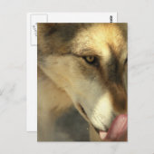 オオカミのランチのポストカード ポストカード (正面/裏面)