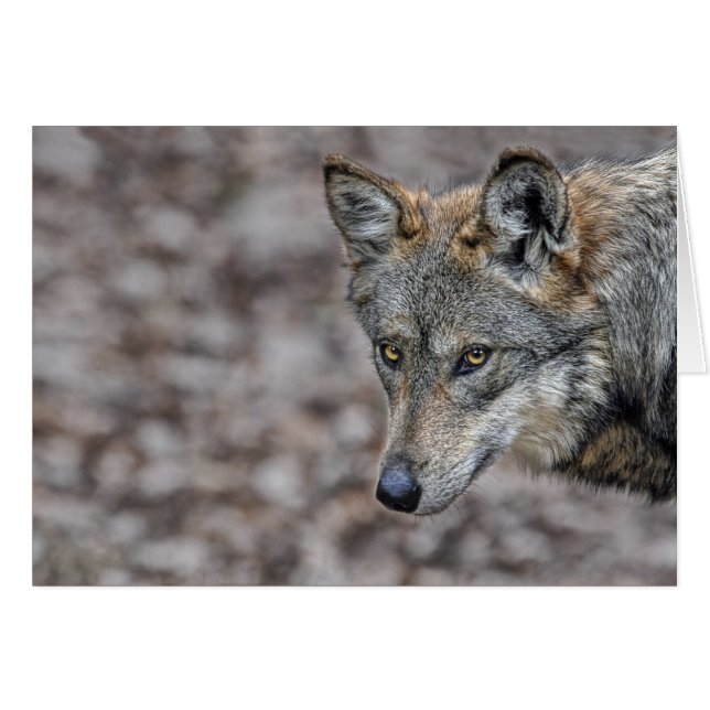 オオカミの一見カード (正面横)