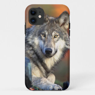 オオカミの写真のイメージ iPhone 11 ケース