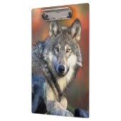 オオカミの写真 クリップボード (左)