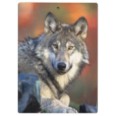 オオカミの写真 クリップボード (裏面)