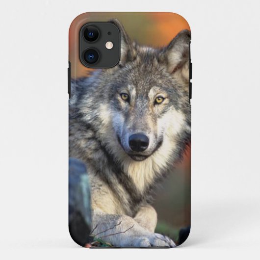 オオカミの写真 Case-Mate iPhoneケース (裏面)