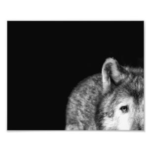 オオカミの凝視-白黒写真のプリント フォトプリント