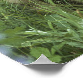 オオカミの子犬が牧草地で吠えている ポスター (角)