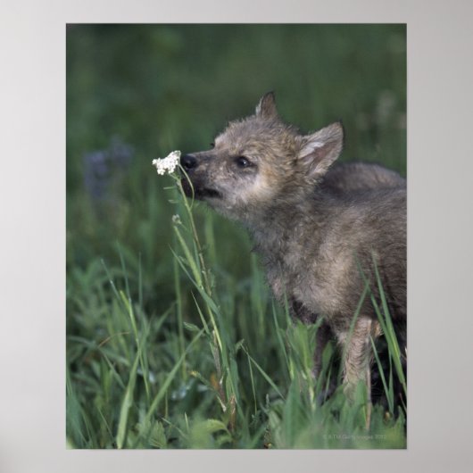 オオカミの子犬の山の野生の花を嗅ぐ ポスター (正面)