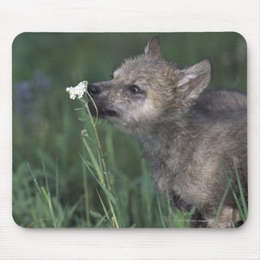 オオカミの子犬の山の野生の花を嗅ぐ マウスパッド (正面)