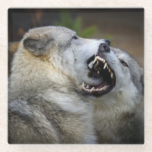 オオカミの戦い ガラスコースター (正面)