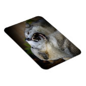 オオカミの戦い マグネット (右側)