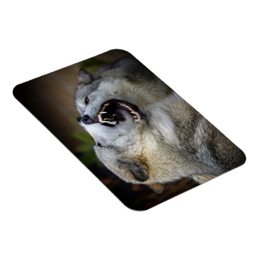 オオカミの戦い マグネット (右側)