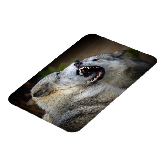 オオカミの戦い マグネット (左側)