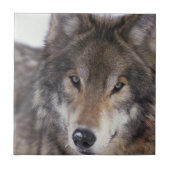 オオカミの熟視 タイル (正面)