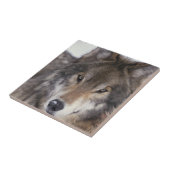 オオカミの熟視 タイル (側面)