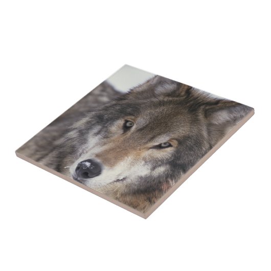 オオカミの熟視 タイル (側面)